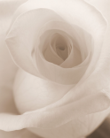 Une rose